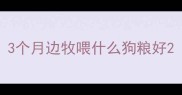 3个月边牧喂什么狗粮好