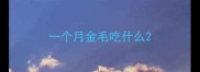一个月金毛吃什么