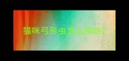猫咪弓形虫怎么预防