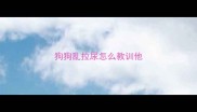 狗狗乱拉尿怎么教训他