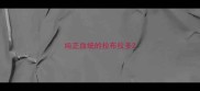 纯正血统的拉布拉多