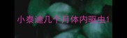 小泰迪几个月体内驱虫