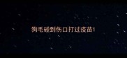 狗毛碰到伤口打过疫苗