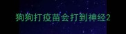 狗狗打疫苗会打到神经