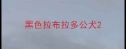 黑色拉布拉多公犬