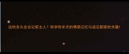 边牧多久会忘记前主人科学牧羊犬的情感记忆与适应新家的关键