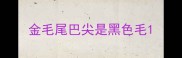 金毛尾巴尖是黑色毛