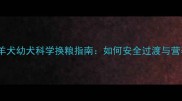 边境牧羊犬幼犬科学换粮指南如何安全过渡与营养升级
