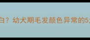 雪纳瑞两个月嘴巴毛不白幼犬期毛发颜色异常的5大原因与科学护理指南