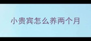 小贵宾怎么养两个月