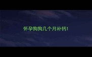 怀孕狗狗几个月补钙