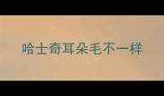 哈士奇耳朵毛不一样
