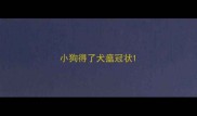 小狗得了犬瘟冠状