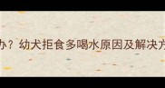 小狗喝水不吃怎么办幼犬拒食多喝水原因及解决方法附真实案例