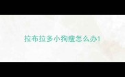 拉布拉多小狗瘦怎么办