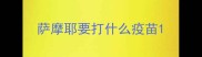 萨摩耶要打什么疫苗