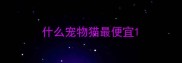 什么宠物猫最便宜