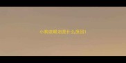 小狗流眼泪是什么原因
