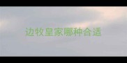 边牧皇家哪种合适