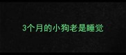 3个月的小狗老是睡觉
