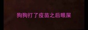 狗狗打了疫苗之后眼屎