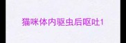 猫咪体内驱虫后呕吐