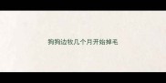 狗狗边牧几个月开始掉毛