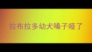 拉布拉多幼犬嗓子哑了