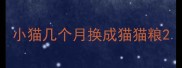小猫几个月换成猫猫粮