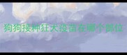 狗狗接种狂犬疫苗在哪个部位