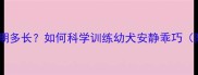 边牧幼犬活泼期多长如何科学训练幼犬安静乖巧附饲养指南