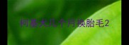 柯基犬几个月换胎毛