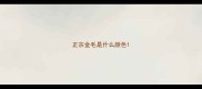 正宗金毛是什么颜色