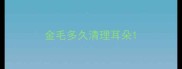 金毛多久清理耳朵