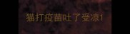 猫打疫苗吐了受凉