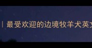边牧狗狗英文名推荐最受欢迎的边境牧羊犬英文名清单及起名技巧