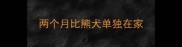 两个月比熊犬单独在家