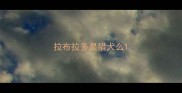 拉布拉多是猎犬么