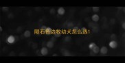 陨石色边牧幼犬怎么选