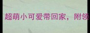 泰迪犬急转500元超萌小可爱带回家附领养指南和护理攻略