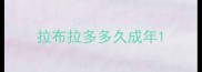 拉布拉多多久成年