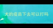 犬的疫苗下去可以打吗