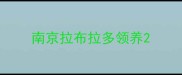 南京拉布拉多领养