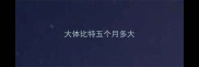 大体比特五个月多大