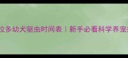 拉布拉多幼犬驱虫时间表新手必看科学养宠指南