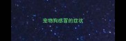 宠物狗感冒的症状