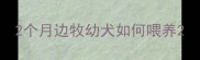 2个月边牧幼犬如何喂养
