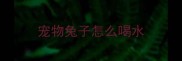 宠物兔子怎么喝水
