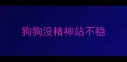 狗狗没精神站不稳