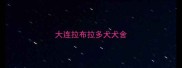 大连拉布拉多犬犬舍